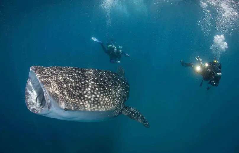 Snorkelers alongside a whale shark